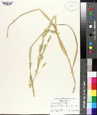 Bromus catharticus image