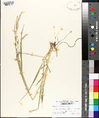 Bromus catharticus image