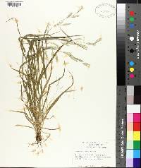 Bromus catharticus image