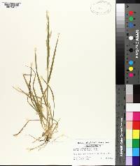 Bromus catharticus image