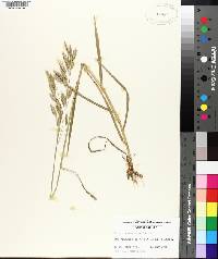 Bromus commutatus image