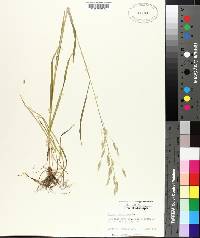 Bromus secalinus image