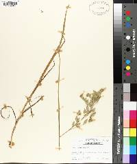 Bromus secalinus image