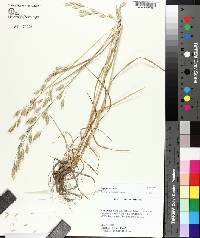 Bromus secalinus image