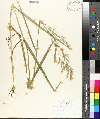 Bromus secalinus image