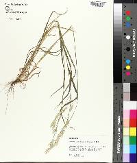 Bromus catharticus image