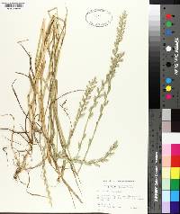 Lolium perenne subsp. multiflorum image