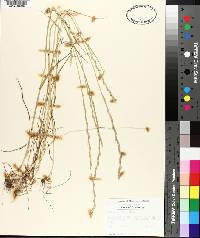 Lolium perenne subsp. multiflorum image