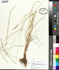 Lolium perenne subsp. multiflorum image