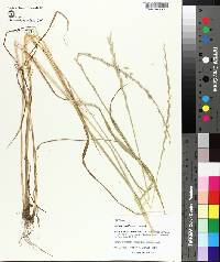 Lolium perenne subsp. multiflorum image