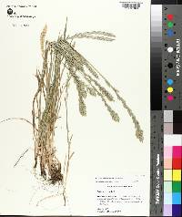 Lolium perenne subsp. multiflorum image