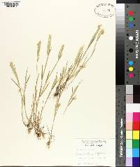 Hordeum pusillum image