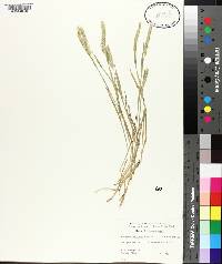 Hordeum pusillum image