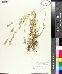 Hordeum pusillum image