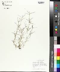 Eragrostis hypnoides image