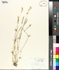 Hordeum pusillum image