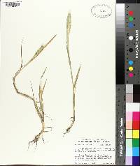 Hordeum pusillum image