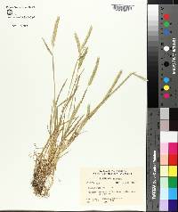 Hordeum pusillum image