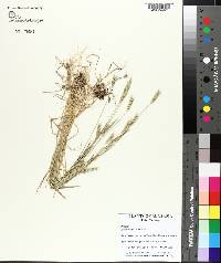 Hordeum pusillum image