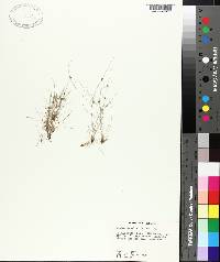 Cyperus subsquarrosus image