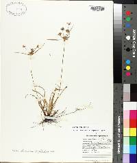 Cyperus croceus image