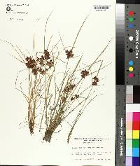 Cyperus diandrus image