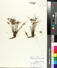 Cyperus flavescens image