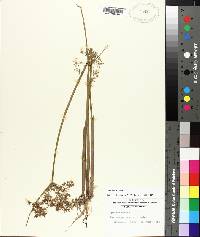 Cyperus haspan image