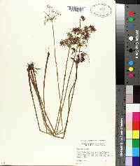 Cyperus haspan image