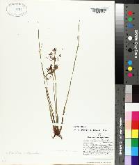 Cyperus haspan image