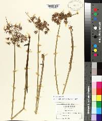 Cyperus haspan image