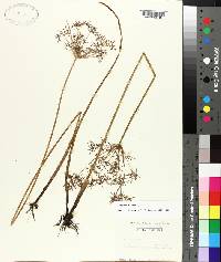 Cyperus haspan image