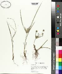 Cyperus iria image