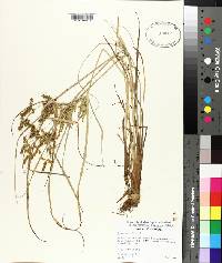 Cyperus iria image