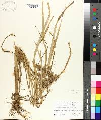 Cyperus lancastriensis image