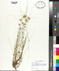 Cyperus lanceolatus image