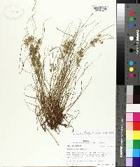 Cyperus polystachyos image