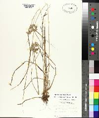 Cyperus pseudovegetus image