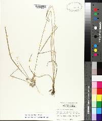 Cyperus pseudovegetus image