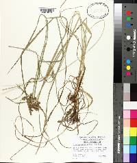 Cyperus pseudovegetus image