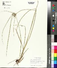 Cyperus pseudovegetus image