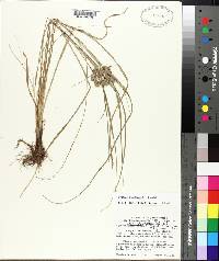 Cyperus pseudovegetus image