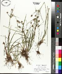 Cyperus retrorsus image