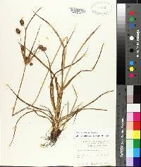 Cyperus retrorsus image