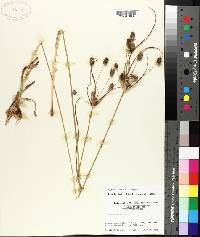 Cyperus retrorsus image