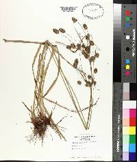 Cyperus retrorsus image