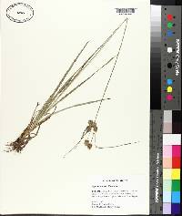 Cyperus retrorsus image