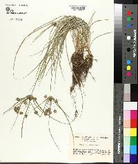 Cyperus retrorsus image