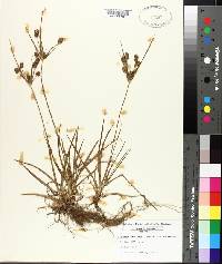 Cyperus retrorsus var. retrorsus image