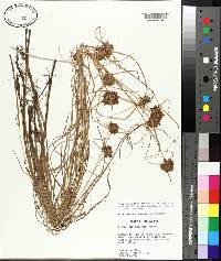 Cyperus sanguinolentus image